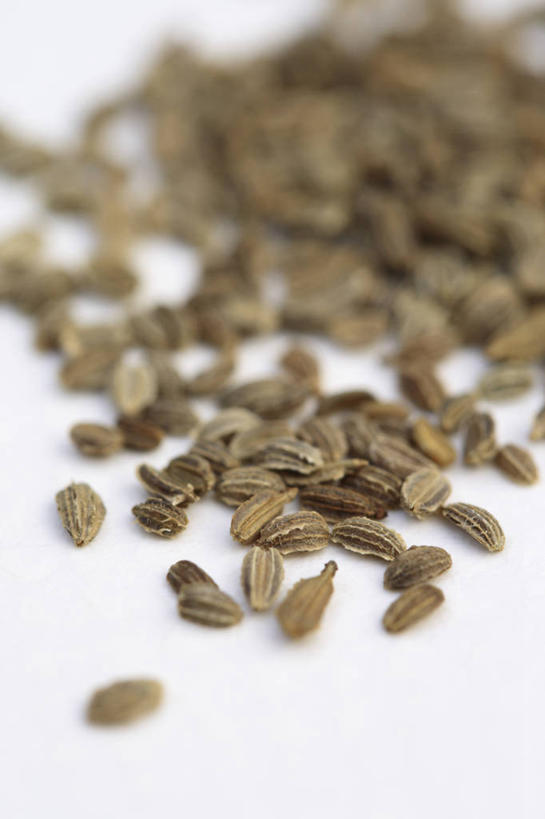 无人,竖图,室内,特写,白天,白色背景,美景,植物,胡萝卜,蔬菜,景观,园艺,食品,褐色,种子,饮食,白色,自然,景色,摄影,环境,自然风光,开端,休闲活动,彩图,影棚拍摄