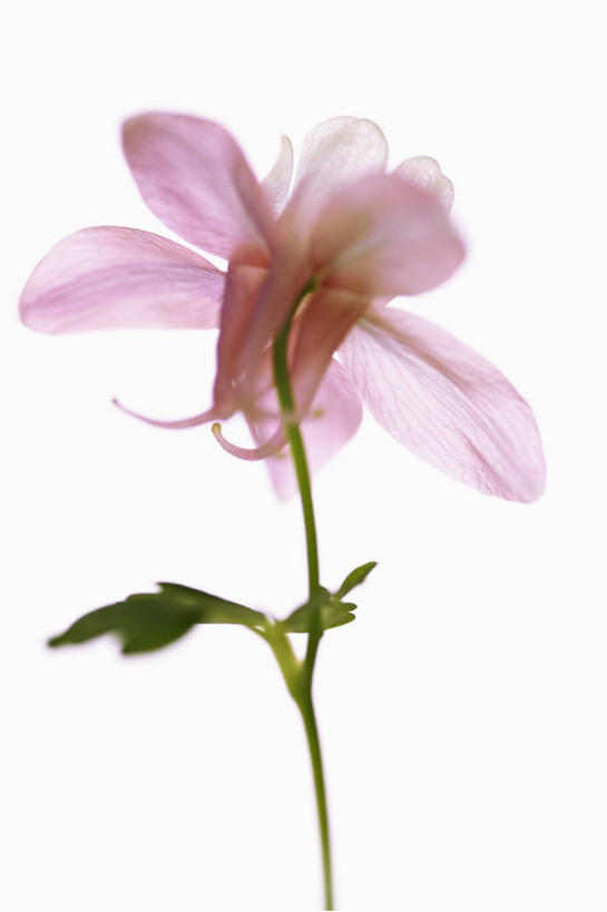 无人,竖图,特写,留白,白色背景,美景,植物,盛开,景观,茎,花蕾,注视,花,花瓣,花朵,鲜花,一朵,一个,粉色,自然,花苞,花蕊,观察,看,景色,摄影,影棚,单个,观看,察看,关注,清新,自然风光,摄影棚,逆光,耧斗菜,彩图,影棚拍摄,拍摄,对焦,多年生植物