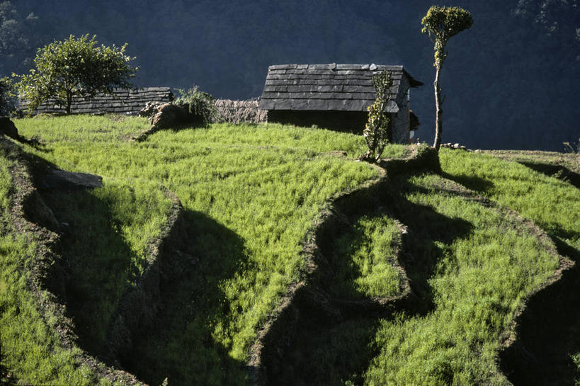 无人,家,木屋,农田,横图,室外,白天,正面,旅游,度假,庄稼,梯田,农作物,草地,草坪,美景,树林,植物,尼泊尔,亚洲,阴影,曲折,弯曲,光线,影子,景观,娱乐,住宅,草,树,树木,绿色,阳光,自然,享受,休闲,景色,放松,蜿蜒,生长,成长,自然风光,南亚,尼泊尔王国,彩图,耕地,庄稼田,茅舍,茅屋,棚屋,小木屋,小屋,甘达基专区,卡斯基县