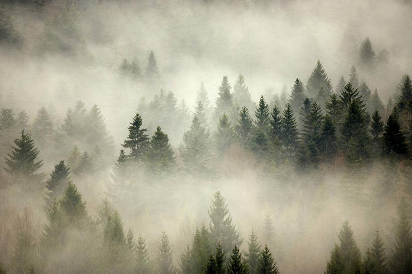 无人,横图,俯视,室外,白天,旅游,度假,美景,森林,树林,植物,雾,欧洲,斯洛文尼亚,朦胧,模糊,景观,娱乐,树,树木,绿色,自然,享受,休闲,景色,放松,生长,成长,迷雾,自然风光,中欧,斯洛文尼亚共和国,大雾,彩图,高角度拍摄,科切维