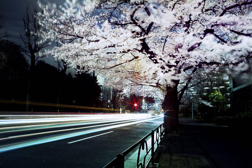无人,横图,室外,夜晚,长时间曝光,雪,城市,道路,路,公路,樱花,照明,东京,日本,日本文化,交通,首都,灯,花朵,树,自然,灯具,摄影,环境,照亮,照明设备,透视图,前照灯,前大灯,车前灯,港区,马路,彩图,樱之花