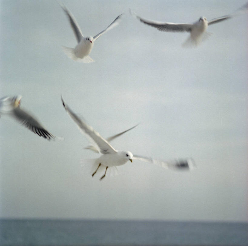 无人,横图,室外,白天,自由,海洋,美景,海鸥,乌克兰,鸟类,景观,水平线,半空,飞,天空,自然,景色,摄影,五只,自然风光,敖德萨,彩图