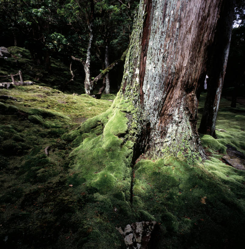 无人,竖图,室外,白天,日本,亚洲,苔藓,树,自然,摄影,京都府,生长,东亚,本州,本州岛,日本国,近畿地方,近畿,彩图