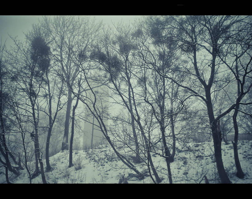 无人,横图,室外,白天,森林,雾,波兰,塔,天气,树,自然,摄影,宁静,格但斯克,彩图