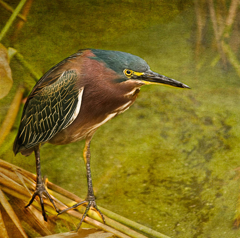 无人,站,横图,室外,特写,白天,芦苇,鸟,野生动物,美国,纹路,苍鹭,鸟类,纹理,摄影,专心,北美,北美洲,美洲,佛罗里达,机敏,佛罗里达州,佛州,阳光州,肌理,北亚美利加洲,亚美利加洲,灰鹳,彩图,美利坚合众国