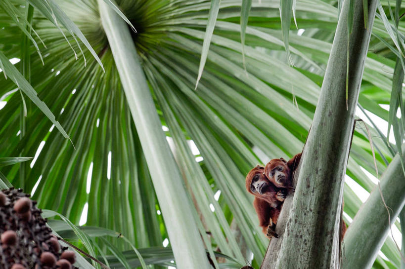 无人,横图,室外,白天,仰视,雨,棕榈树,野生动物,厄瓜多尔,天气,自然,动物,两只,摄影,保护,肖像,棕榈叶,吼猴,彩图,低角度拍摄