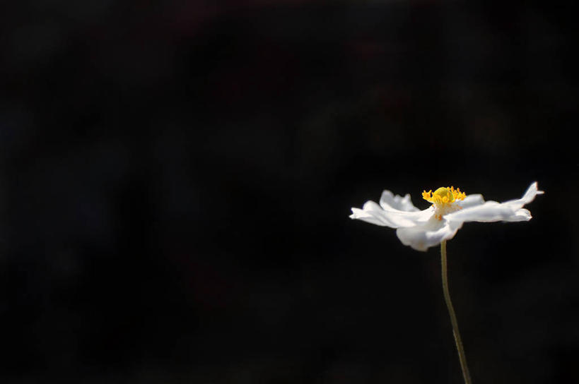 无人,横图,室外,白天,留白,日光,法国,黑色背景,盛开,茎,花蕾,花,花瓣,花朵,鲜花,一朵,白色,自然,花苞,花蕊,摄影,大波斯菊,脆弱,普罗旺斯,清新,土伦,彩图