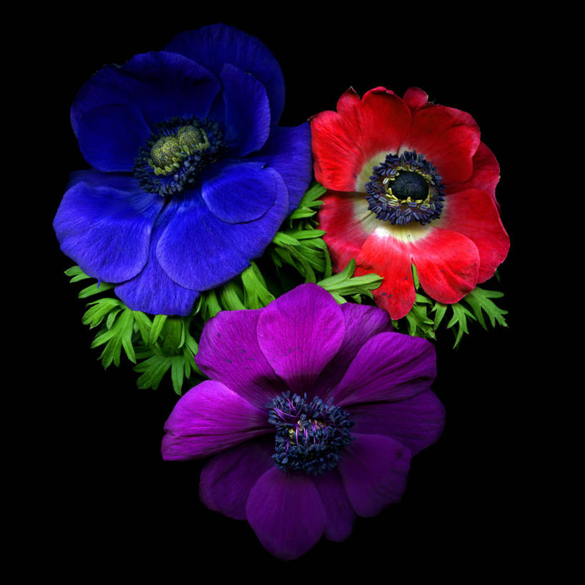 无人,方图,特写,白头翁,叶子,英国,黑色背景,花,红色,蓝色,紫色,摄影,脆弱,清新,彩图,影棚拍摄