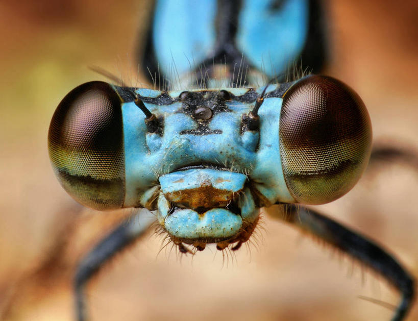 横图,室外,特写,白天,美国,昆虫,动物,摄影,生物学,北美,北美洲,美洲,益虫,北亚美利加洲,亚美利加洲,俄克拉何马,俄克拉何马州,俄克拉荷马州,奥克拉荷马,抢先之州,豆娘,塔尔萨,美利坚合众国,动物学,感知