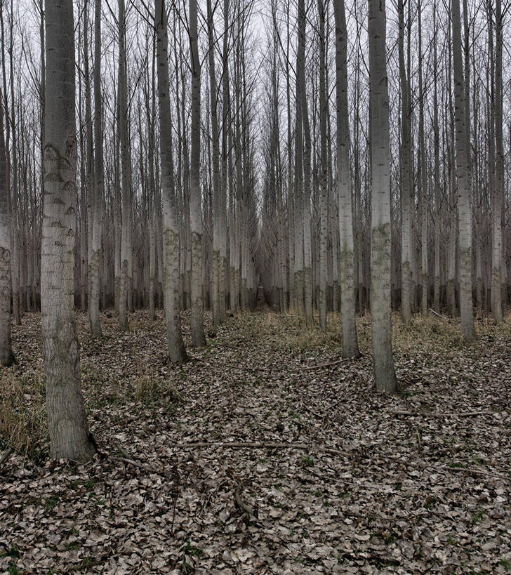 无人,竖图,室外,白天,美国,一排,丰富,整齐,枝,树,树干,排列,自然,摄影,生长,环境,北美,北美洲,队列,美洲,俄勒冈州,白杨,落叶树,北亚美利加洲,亚美利加洲,一致,美利坚合众国