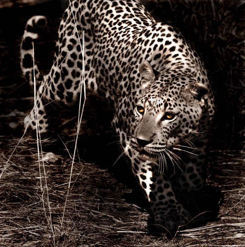 西方人,无人,站,竖图,室外,侧面,森林,哺乳动物,野生动物,欧洲,非洲,纳米比亚,黑人,欧洲人,阴影,首都,草,动物,看,摄影,美洲豹,机敏,温得和克,非洲人