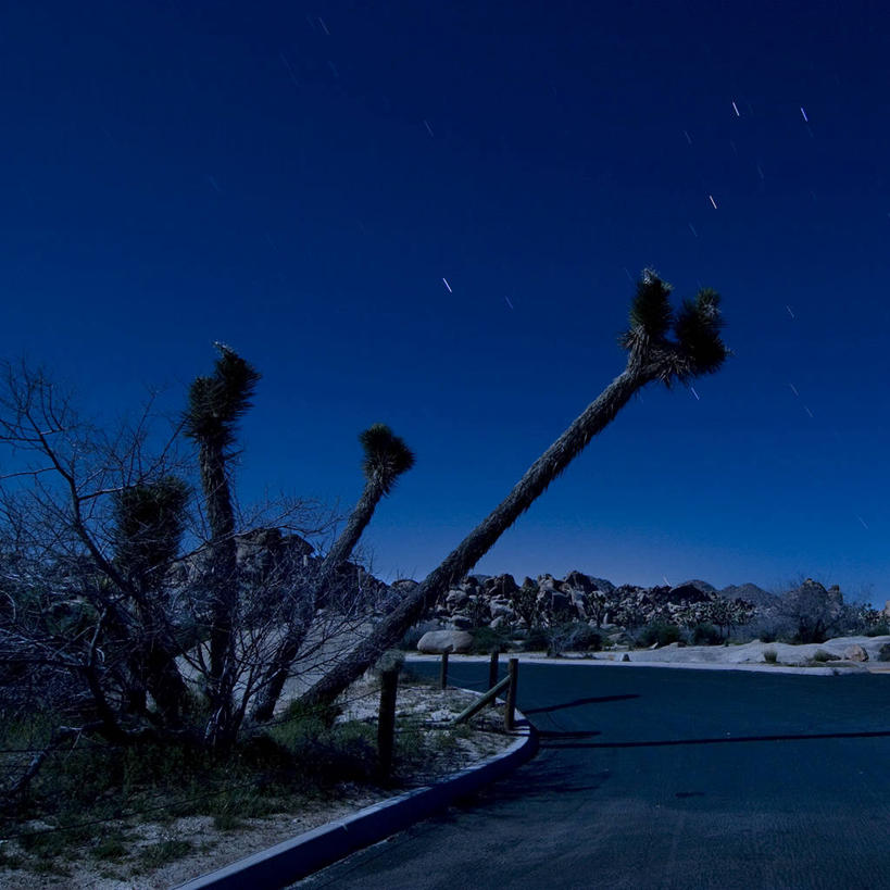 无人,方图,室外,路,美国,形状,弯曲,树,天空,自然,黄昏,运输,摄影,生长,环境,万里无云,丝兰,旅行