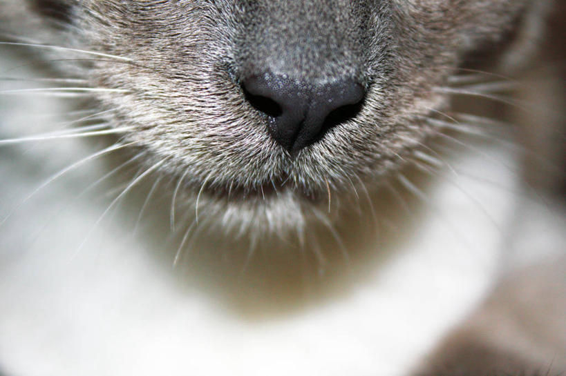 无人,横图,室外,特写,白天,宠物,猫,美国,暹罗猫,灰色,动物,家畜,摄影,北美,北美洲,猫科动物,美洲,俄勒冈州,北亚美利加洲,亚美利加洲,彩图,美利坚合众国,纯种猫