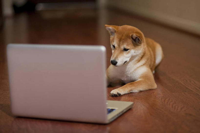 无人,躺,横图,室内,建材,笔记本电脑,技术,地板,建筑,宠物,狗,美国,材料,木板,木材,地面,木地板,木柴,看,家畜,摄影,建造,木料,幽默,无线电技术,硬木,彩图,挨着,好奇心