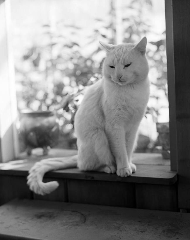 无人,坐,竖图,黑白,室内,白天,窗户,宠物,猫,古典,窗台,家畜,摄影,宁静