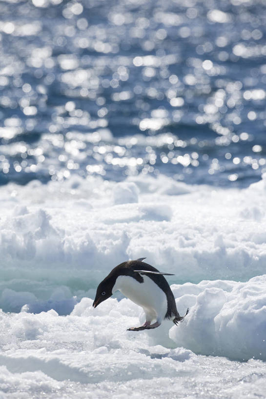 无人,跳,竖图,室外,白天,旅游,度假,海洋,美景,水,雪,企鹅,野生动物,鸟类,冰,景观,半空,娱乐,白色,自然,浮冰,享受,休闲,景色,放松,寒冷,摄影,自然风光,南极洲,阿黛利企鹅,南极半岛,彩图,动物行为,动物学