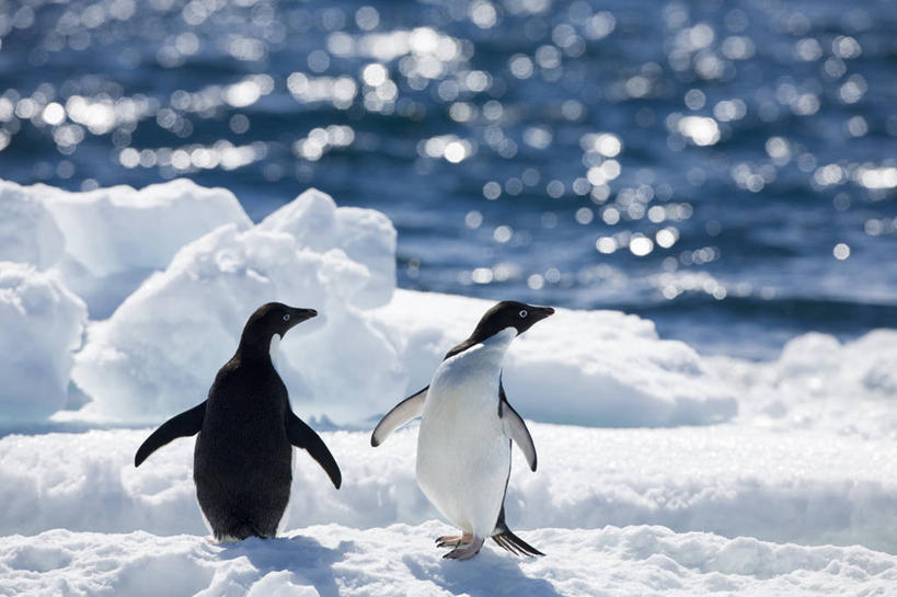 无人,站,横图,室外,白天,旅游,度假,海洋,美景,水,雪,企鹅,野生动物,日光,阴影,鸟类,冰,景观,娱乐,白色,自然,动物,浮冰,两只,享受,休闲,景色,放松,寒冷,摄影,自然风光,南极洲,阿黛利企鹅,南极半岛,彩图,动物学