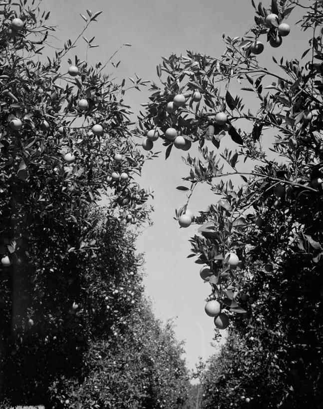 无人,果园,竖图,黑白,室外,白天,仰视,农业,美国,丰富,枝,桔树,饮食,夏天,橙色,摄影,生长,北美,北美洲,美洲,佛罗里达,佛罗里达州,佛州,阳光州,北亚美利加洲,亚美利加洲,低角度拍摄,美利坚合众国