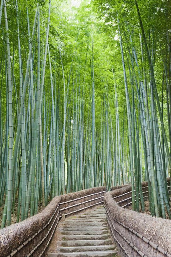 无人,竖图,室外,白天,旅游,度假,美景,树林,日本,亚洲,景观,竹林,娱乐,树,绿色,风景,自然,享受,休闲,景色,放松,摄影,京都府,生长,宁静,自然风光,东亚,本州,本州岛,日本国,近畿地方,近畿,岚山,竹,彩图