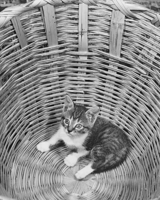 无人,竖图,黑白,室内,哺乳动物,猫,野生动物,小猫,动物,摄影