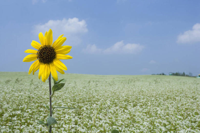 无人,农田,横图,室外,白天,正面,爱情,旅游,度假,幸福,庄稼,农作物,美景,太阳,向日葵,阴影,盛开,光线,影子,景观,云,云朵,谷物,荞麦,花蕾,云彩,娱乐,花,花瓣,花朵,鲜花,一朵,黄色,蓝色,白云,蓝天,天空,阳光,自然,天,花苞,花蕊,享受,休闲,景色,放松,晴朗,自然风光,光辉,沉默,忠诚,勇敢,投缘,爱慕,高傲,朝阳花,葵花,望日莲,向阳花,转日莲,晴空,彩图,耕地,庄稼田