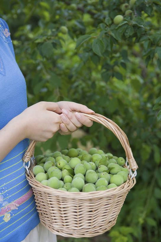 东方人,手,一个人,站,交叉,竖图,室外,白天,侧面,草地,草坪,植物,竹子,杏,水果,亚洲,双手,仅一个年轻女性,仅一个女性,仅一个人,一堆,许多,握,阴影,堆叠,堆积,竹制,服装,新鲜,编织,光线,篮子,影子,生食,食品,果实,很多,休闲装,黄种人,草,食物,一个,衣服,蓝色,绿色,阳光,竹篮,站着,休闲,手部,休闲服,握着,服饰,有机食品,绿色食品,单个,竹条,堆,交织,竹制品,杏果,穿插,年轻女性,女人,女性,亚洲人,杏子,站立,半身,彩图,日本杏