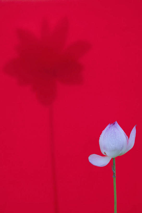 无人,竖图,室外,白天,正面,睡莲,阴影,红色背景,盛开,光线,影子,花蕾,花,花瓣,花朵,鲜花,一朵,阳光,花苞,花蕊,纯真,妖艳,水芹花,抒情,洁净,水洋花,小莲花,子午莲,彩图