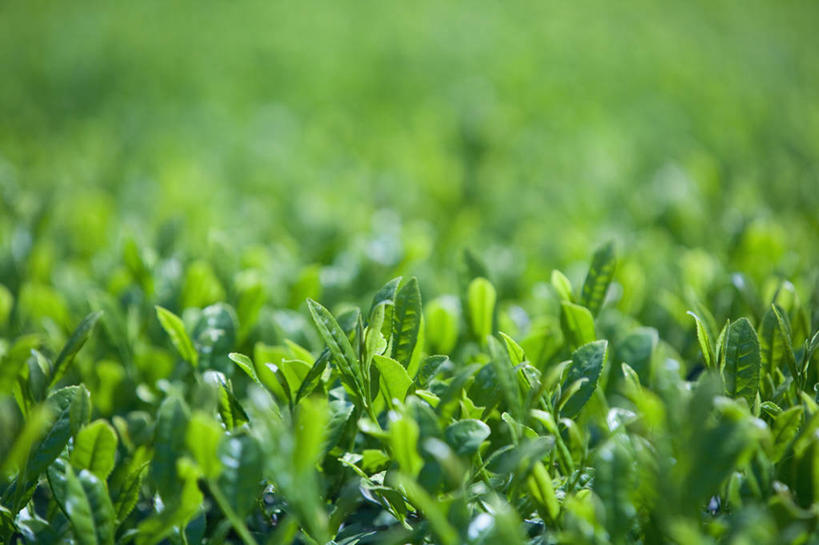 无人,横图,室外,特写,白天,正面,幸福,美景,茶,阴影,朦胧,模糊,新鲜,光线,影子,景观,绿茶,茶叶,娱乐,绿色,阳光,自然,享受,休闲,温馨,景色,放松,乐趣,青春,提神,舒适,生命,自然风光,醒脑,和平,安详,冷色,彩图,不发酵茶,苦茗