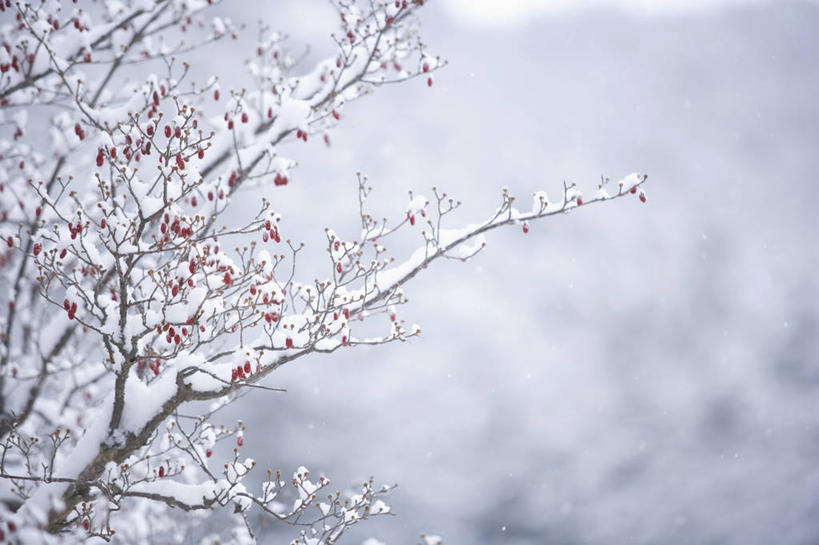 无人,横图,室外,白天,正面,美景,森林,山,树林,雪,雪山,植物,大雪,一排,许多,阴影,朦胧,模糊,整齐,光线,影子,冰,积雪,景观,山峰,雪景,冬季,冬天,果实,草药,药草,枝条,山峦,很多,中药,树,树木,树枝,排列,红色,绿色,阳光,自然,景色,寒冷,生长,成长,枸杞子,枸杞,冰冷,队列,自然风光,药材,中草药,中药材,本草,严寒,冰凉,酷寒,凛冽,凛凛,极冷,苟起子,枸杞豆,枸杞果,血杞子,虬枝,枝杈,彩图