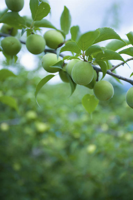无人,竖图,室外,特写,白天,仰视,植物,杏,水果,叶子,阴影,朦胧,模糊,新鲜,光线,影子,生食,食品,果实,果树,绿叶,枝条,树,树木,树枝,食物,绿色,阳光,自然,嫩叶,有机食品,绿色食品,生长,成长,杏果,杏树,虬枝,枝杈,叶,叶片,杏子,彩图,低角度拍摄,日本杏