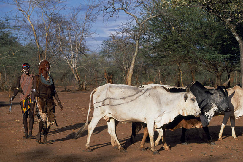 成年人,横图,非洲,埃塞俄比亚,乡村,动物,摄影,唱,男人,男性,彩图,舞蹈,传统文化