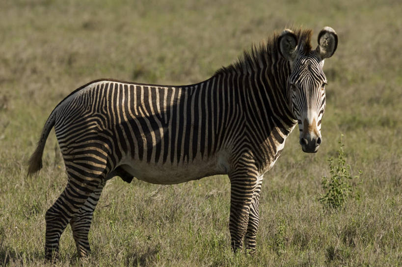 无人,横图,哺乳动物,马,野生动物,非洲,肯尼亚,条纹,动物,运输,摄影,牲畜,食草动物,考古学,细斑马,彩图,旅行