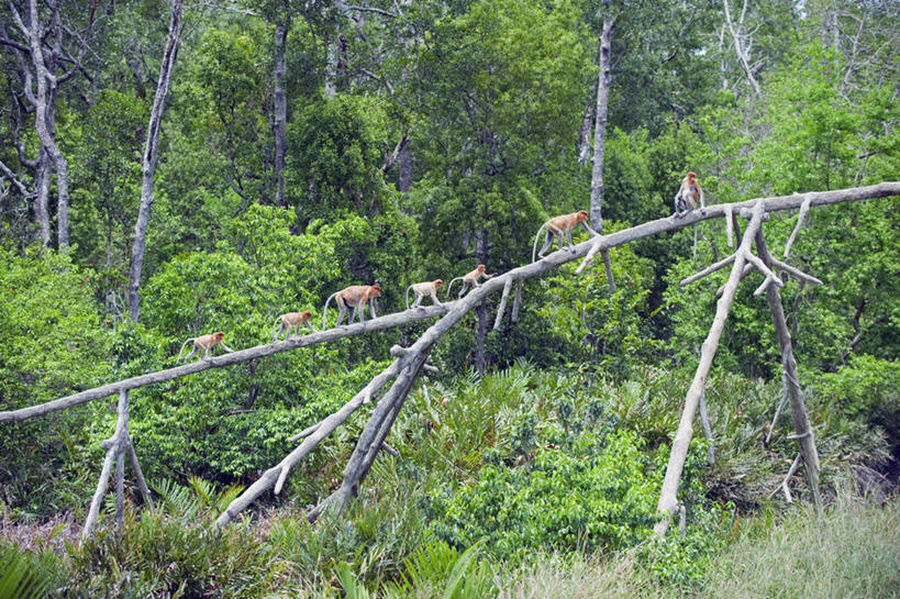 无人,横图,室外,野生动物,猴子,马来西亚,亚洲,自然,动物,摄影,东南亚,长鼻猴,婆罗洲岛,沙巴州,彩图,旅行,马来文化