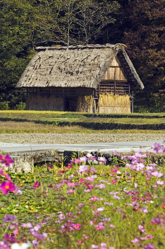 东方人,无人,家,竖图,室外,植物,建筑,日本,亚洲,日本文化,房屋,屋顶,屋子,草屋,乡村,地面,顶棚,住宅,花,粉色,自然,地标建筑,茅草屋,摄影,住房,东亚,本州,岐阜县,农舍,彩图,房子,茅舍,茅屋,小屋,名声,白川