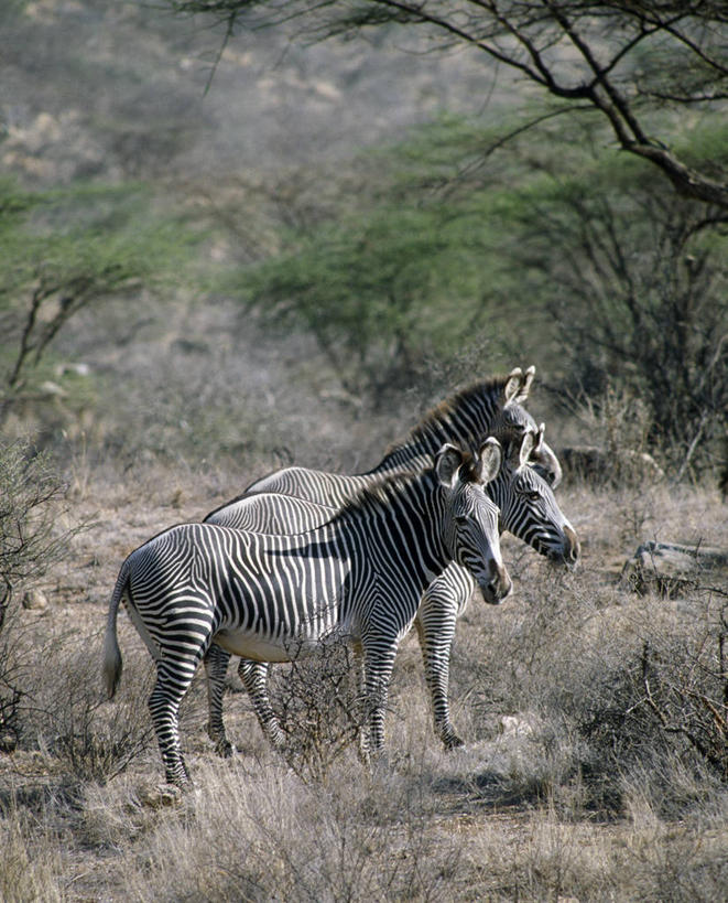 无人,竖图,室外,聚会,斑马,哺乳动物,马,野生动物,非洲,肯尼亚,聚餐,自然,动物,平原,运输,摄影,牲畜,灌木,考古学,野生动物保护区,自然保护区,细斑马,彩图,动物行为