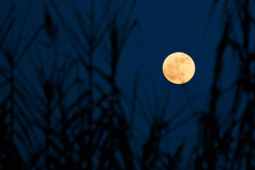 无人,横图,室外,夜晚,美景,芦苇,意大利,景观,满月,天空,自然,球体,景色,摄影,宁静,自然风光,彩图