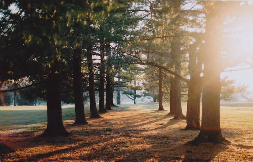 无人,横图,室外,白天,镜头眩光,日光,美国,一排,阴影,整齐,小路,黎明,树,排列,自然,摄影,宁静,早晨,队列,宾夕法尼亚,彩图,林荫大道