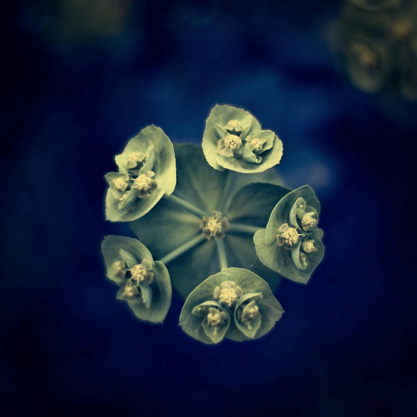 无人,方图,俯视,室外,特写,西班牙,盛开,花蕾,花,花瓣,花朵,鲜花,一朵,花苞,花蕊,摄影,脆弱,清新,彩图,高角度拍摄