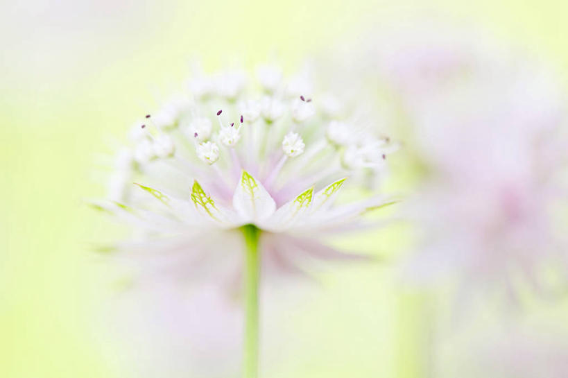 无人,横图,室外,特写,白天,植物,英国,盛开,茎,花蕾,花,花瓣,花朵,鲜花,一朵,绿色,自然,花苞,花蕊,摄影,生长,成长,脆弱,清新,白金汉郡,彩图