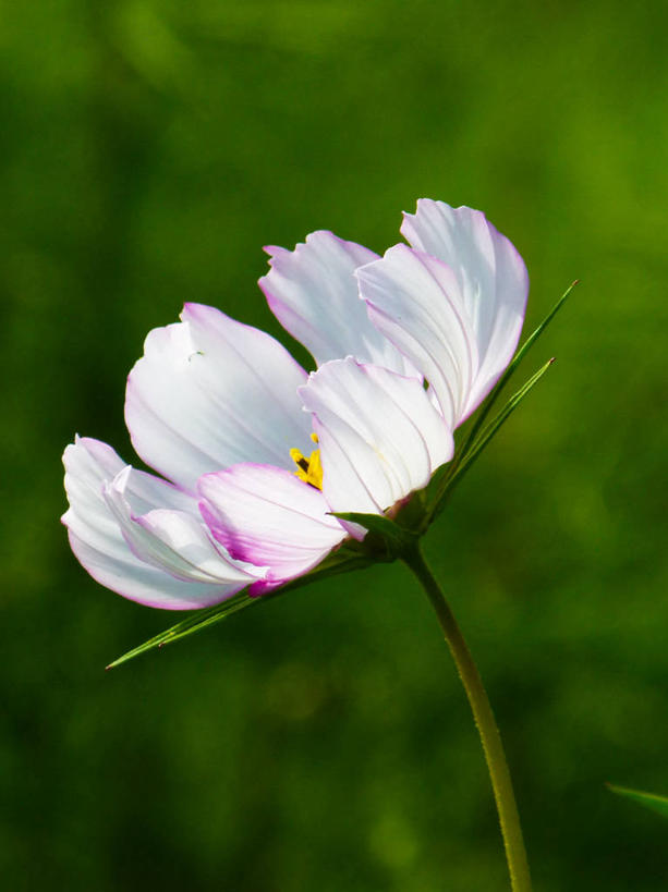 无人,竖图,室外,特写,白天,荷兰,盛开,茎,花蕾,花,花瓣,花朵,鲜花,一朵,白色,花苞,花蕊,摄影,大波斯菊,脆弱,清新,萼片,鹿特丹,彩图