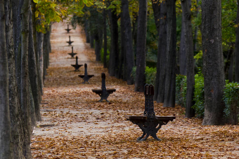 无人,公园,横图,室外,白天,叶子,椅子,西班牙,一排,整齐,木制,长椅,首都,丽池公园,树,树干,排列,自然,马德里,摄影,队列,改变,彩图,林荫大道