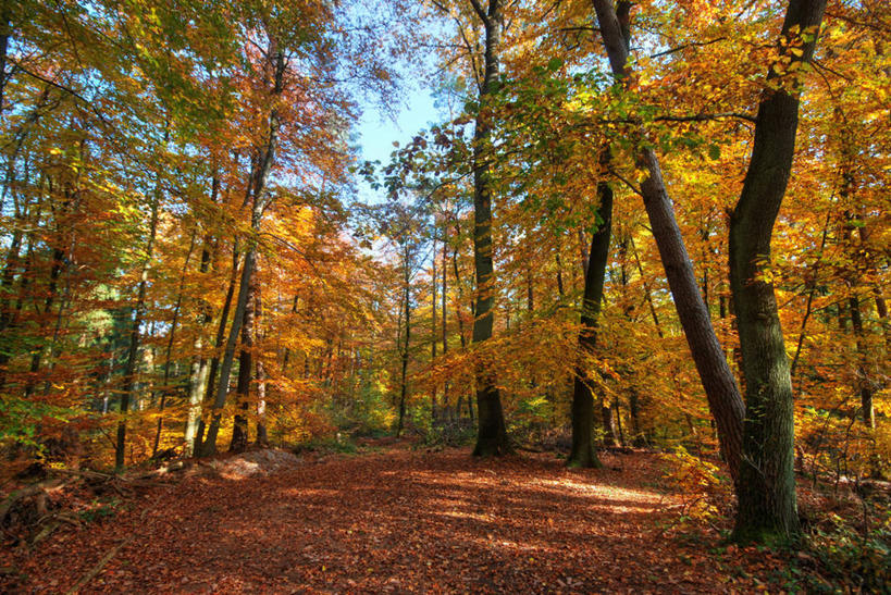 无人,横图,室外,白天,美景,森林,德国,景观,树,风景,天空,自然,景色,摄影,宁静,自然风光,改变,萨尔州,秋天,彩图