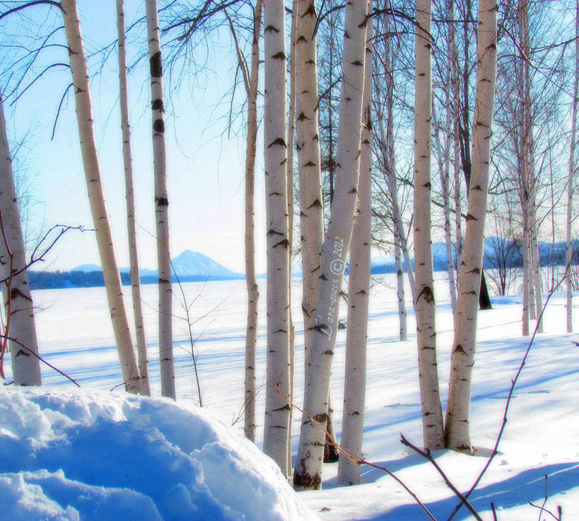 无人,横图,室外,白天,美景,雪,加拿大,地形,景观,冬天,垂柳,树干,自然,景色,寒冷,摄影,宁静,自然风光,魁北克,彩图