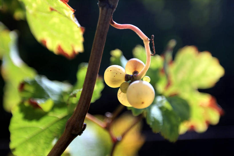 无人,横图,室外,白天,葡萄,水果,叶子,日光,德国,吊挂,悬挂,枝,串,挂,饮食,自然,藤蔓,摄影,生长,脆弱,清新,藤蔓植物,萨尔州,彩图
