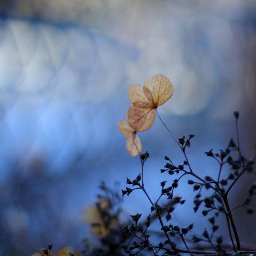 无人,方图,室外,特写,白天,骄傲,八仙花,挪威,花,蓝色,自然,绣球花,摄影,紫阳花,洋绣球,脆弱,清新,干的,卑尔根,草绣球,斗球,七变化,粉团花,善变,彩图