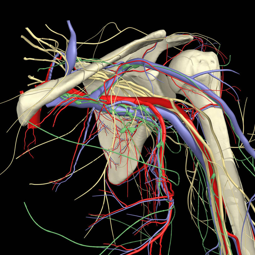 肩,关节,血管,无人,方图,插画,数码,科技,阴影,黑色背景,网络,骨头,高光,几何,计算机图形,合成,图画,画,电脑合成图,数码合成图,合成图,漫画,写实,具体,具象,淋巴管,桡动脉,人体结构,彩图