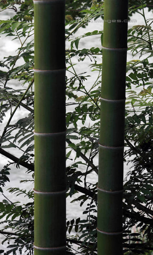 无人,竖图,俯视,室外,特写,白天,旅游,度假,河流,美景,树林,水,植物,竹子,井冈山,中国,亚洲,许多,阴影,朦胧,模糊,光线,影子,河水,景观,水流,娱乐,江西,树,树木,绿色,阳光,自然,享受,休闲,景色,放松,生长,成长,自然风光,东亚,江西省,中华人民共和国,华东地区,赣,革命,吉安,吉安市,革命根据地,彩图,高角度拍摄,bjzqp1