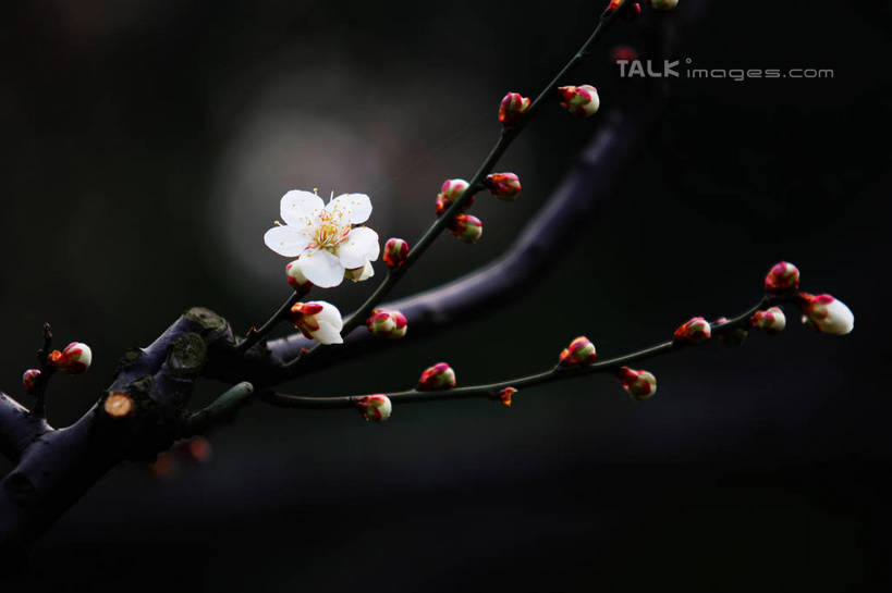 无人,横图,室外,特写,白天,正面,美景,植物,阴影,朦胧,模糊,盛开,光线,影子,景观,枝条,花蕾,腊梅,花,花瓣,花朵,鲜花,树,树木,树枝,一朵,绿色,白色,阳光,自然,花苞,花蕊,独立,景色,生长,成长,自然风光,高洁,忠实,忠贞,刚强,坚毅,坚贞,腊梅花,蜡梅,蜡梅花,香梅,黄梅花,虬枝,枝杈,彩图,shgzq1