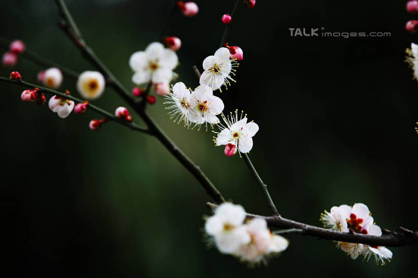 无人,横图,室外,特写,白天,正面,美景,植物,许多,阴影,朦胧,模糊,盛开,光线,影子,景观,枝条,很多,花蕾,腊梅,花,花瓣,花朵,鲜花,树,树木,树枝,绿色,白色,阳光,自然,花苞,花蕊,独立,景色,生长,成长,自然风光,高洁,忠实,忠贞,刚强,坚毅,坚贞,腊梅花,蜡梅,蜡梅花,香梅,黄梅花,虬枝,枝杈,彩图,shgzq1