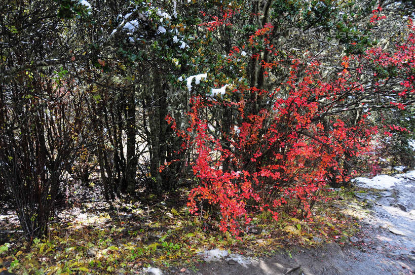 无人,横图,俯视,室外,白天,旅游,度假,草地,草坪,美景,秋季,山,树林,雪,雪山,植物,大雪,中国,亚洲,枯萎,积雪,景观,山峰,雪景,冬天,枯草,山峦,娱乐,草,树,树木,红色,绿色,自然,享受,休闲,景色,放松,四川省,生长,成长,自然风光,东亚,四川,阿坝,中华人民共和国,西南地区,阿坝藏族羌族自治州,阿坝州,川,海子沟,四姑娘山,秋,秋天,彩图,高角度拍摄,shsgf1